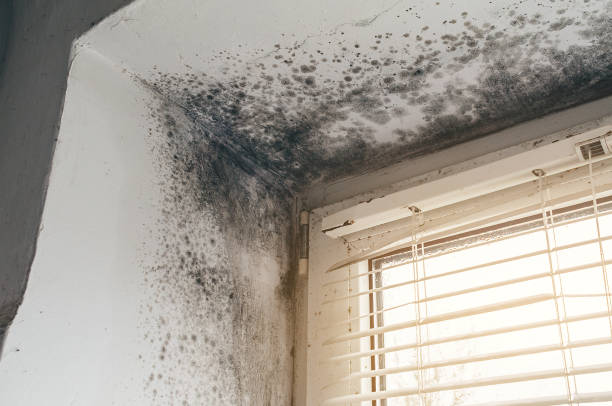 Affordable Mold Removal solutions in Ottsville, PA